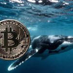 What role are whales playing in this Bitcoin crash?